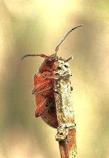 Honey brown beetle - Ecnolagria grandis  Australia,Eamw beetles,Ecnolagria grandis,Geotagged,Honeybrown beetle,Kyeema Conservation Park,Spring