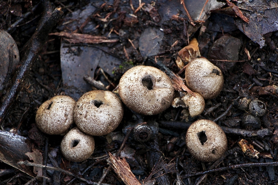 Common puffball - Lycoperdon perlatum  Australia,Common puffball,Eamw earthballs,Eamw fungi,Lycoperdon perlatum,Spring Mount Conservation Park South,Winter