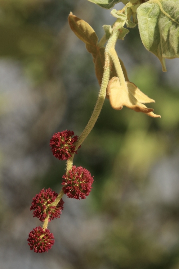 Western Sycamore - Platanus racemosa  California,Eamw flora,Geotagged,Platanus racemosa,United States,Western Sycamore,Winter