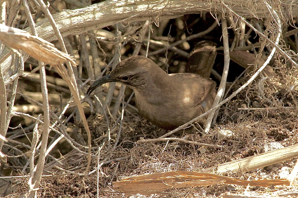 California Thrasher - Toxostoma redivivum  California,California thrasher,Eamw birds,Geotagged,Toxostoma redivivum,United States,Winter