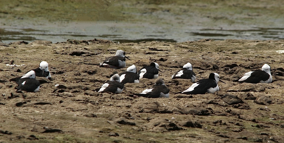 Pied stilt - Himantopus leucocephalus Resting on the riverbank. Australia,Eamw birds,Geotagged,Goolwa sa,Himantopus leucocephalus,Pied stilt,Summer