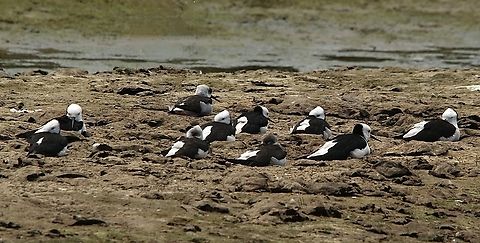 Pied stilt - Himantopus leucocephalus Resting on the riverbank. Australia,Eamw birds,Geotagged,Goolwa sa,Himantopus leucocephalus,Pied stilt,Summer