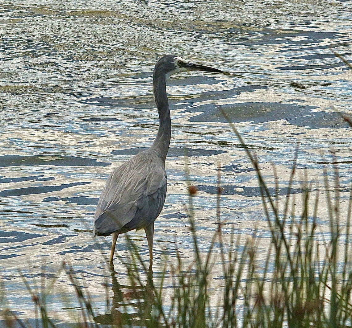 White-faced Heron - Egretta novaehollandiae  Australia,Eamw birds,Egretta novaehollandiae,Geotagged,Goolwa sa,Summer,White-faced Heron