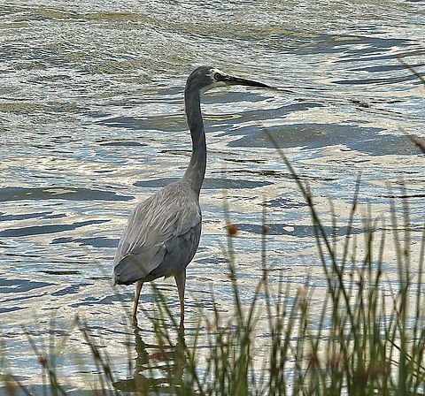 White-faced Heron - Egretta novaehollandiae  Australia,Eamw birds,Egretta novaehollandiae,Geotagged,Goolwa sa,Summer,White-faced Heron