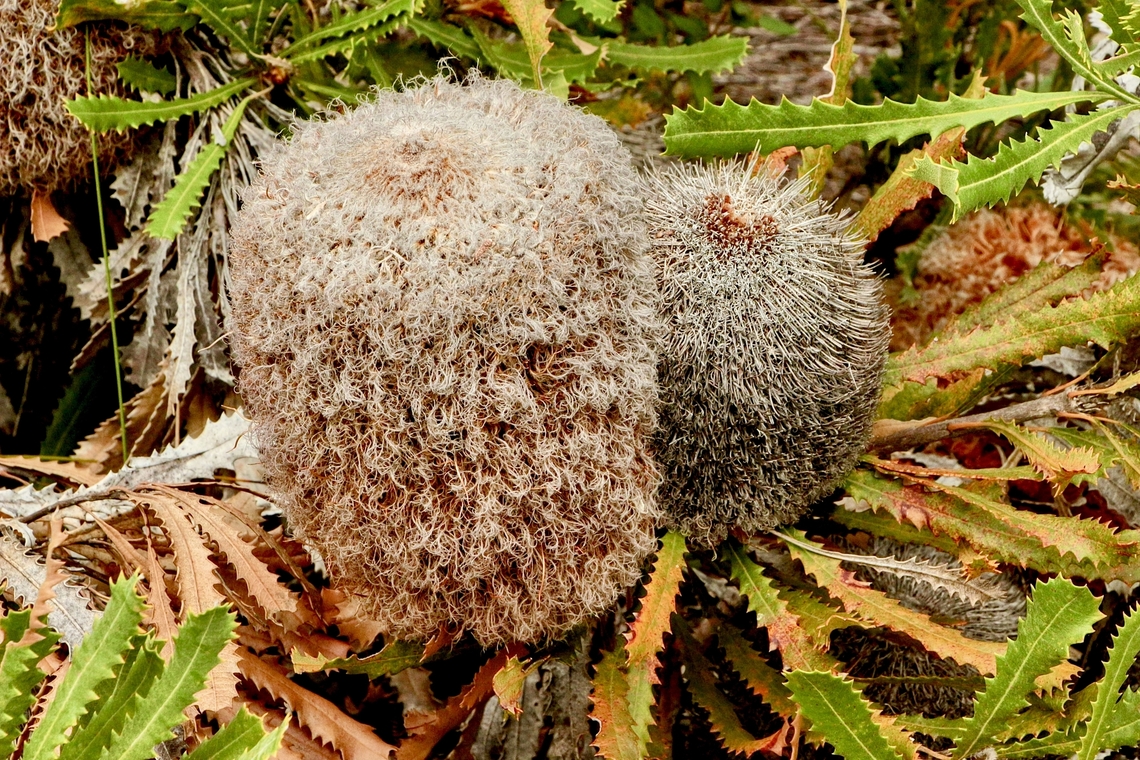 Desert banksia - Banksia ornata  Australia,Banksia ornata,Cox Scrub,Desert banksia,Eamw flora,Geotagged,Summer