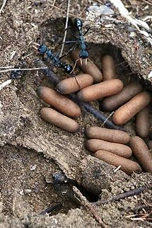 Australian Jumper Ant - Myrmecia tarsata  Australian Jumper Ant,Galston NSW,Myrmecia tarsata,Summer,eamw ants