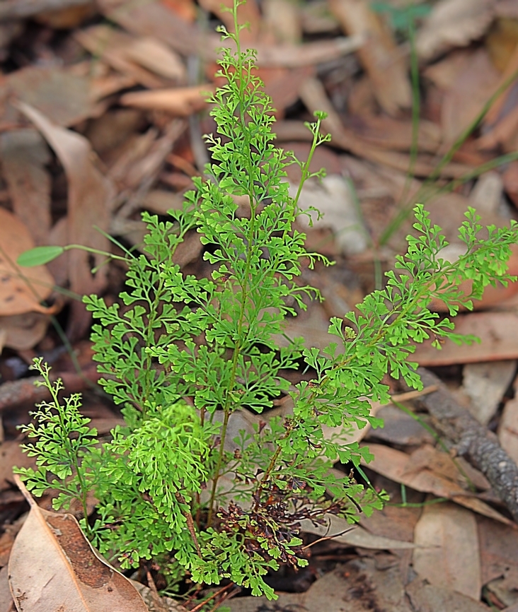 Fairy Fern - Odontosoria chinensis I used the INaturalist app to identify this species. I also found on ALA that this fern has not been found in Australia. I am however sure that this is Odontosoria chinensis. Australia,Eamw ferns,Eamw flora,Fall,Geotagged,Illaroo NSW,Lace Fern,Odontosoria chinensis