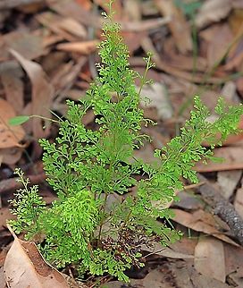Fairy Fern - Odontosoria chinensis I used the INaturalist app to identify this species. I also found on ALA that this fern has not been found in Australia. I am however sure that this is Odontosoria chinensis. Australia,Eamw ferns,Eamw flora,Fall,Geotagged,Illaroo NSW,Lace Fern,Odontosoria chinensis