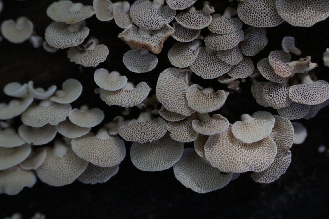 Panellus luxfilamentus  Australia,Eamw fungi,Fall,Geotagged,Illaroo NSW,Panellus luxfilamentus