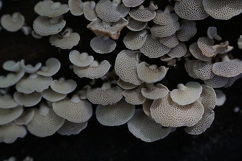 Panellus luxfilamentus  Australia,Eamw fungi,Fall,Geotagged,Illaroo NSW,Panellus luxfilamentus