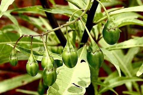 Kangaroo apple - Solanum aviculare Green unripe fruit will change colour to red when ripe. Australia,Cox Scrub,Eamw flora,Geotagged,New Zealand Nightshade,Solanum aviculare,Summer