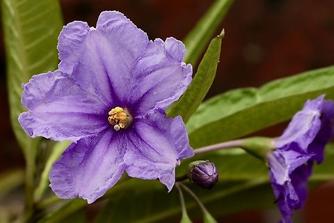 Kangaroo apple - Solanum aviculare  Australia,Cox Scrub,Eamw flora,Geotagged,New Zealand Nightshade,Solanum aviculare,Summer