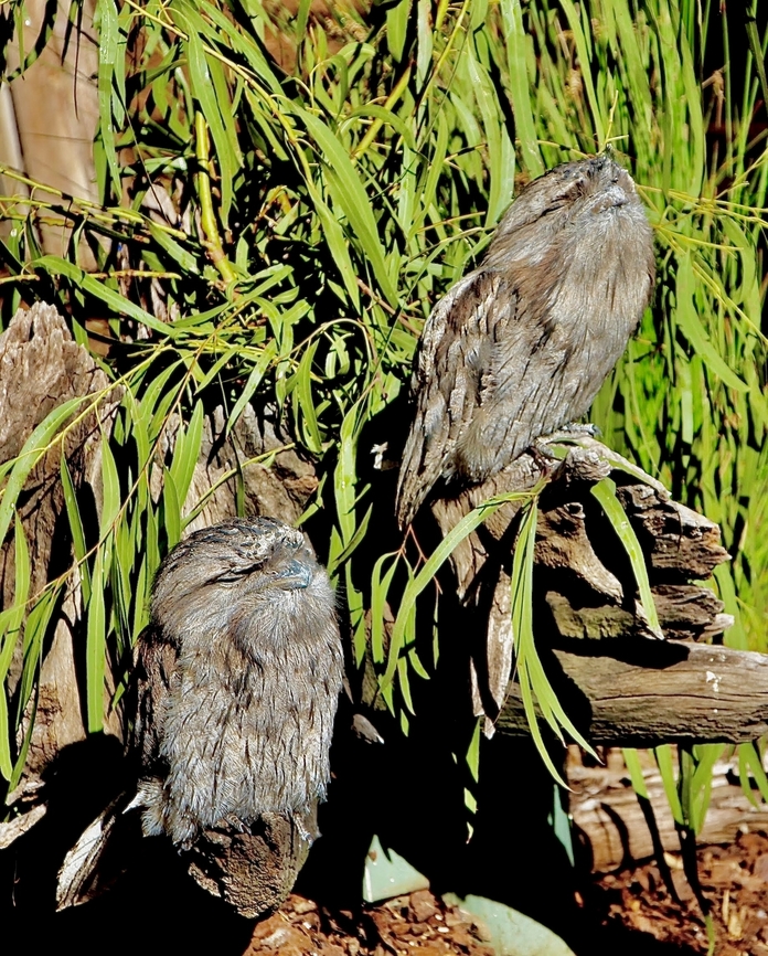 Tawny frogmouth - Podargus strigoides Resting position during daylight hours. Australia,Dooneside nsw,Eamw birds,Fall,Geotagged,Podargus strigoides,Tawny frogmouth