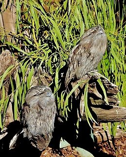 Tawny frogmouth - Podargus strigoides Resting position during daylight hours. Australia,Dooneside nsw,Eamw birds,Fall,Geotagged,Podargus strigoides,Tawny frogmouth