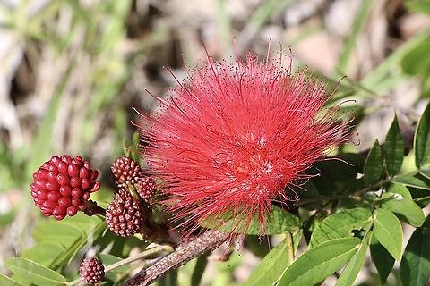 Scarlet Powder-Puff - Calliandra haematocephala Introduced/cultivar  Australia,Calliandra haematocephala,Eamw flora,Geotagged,Scarlet Powder-Puff,Warners Bay NSW,Winter