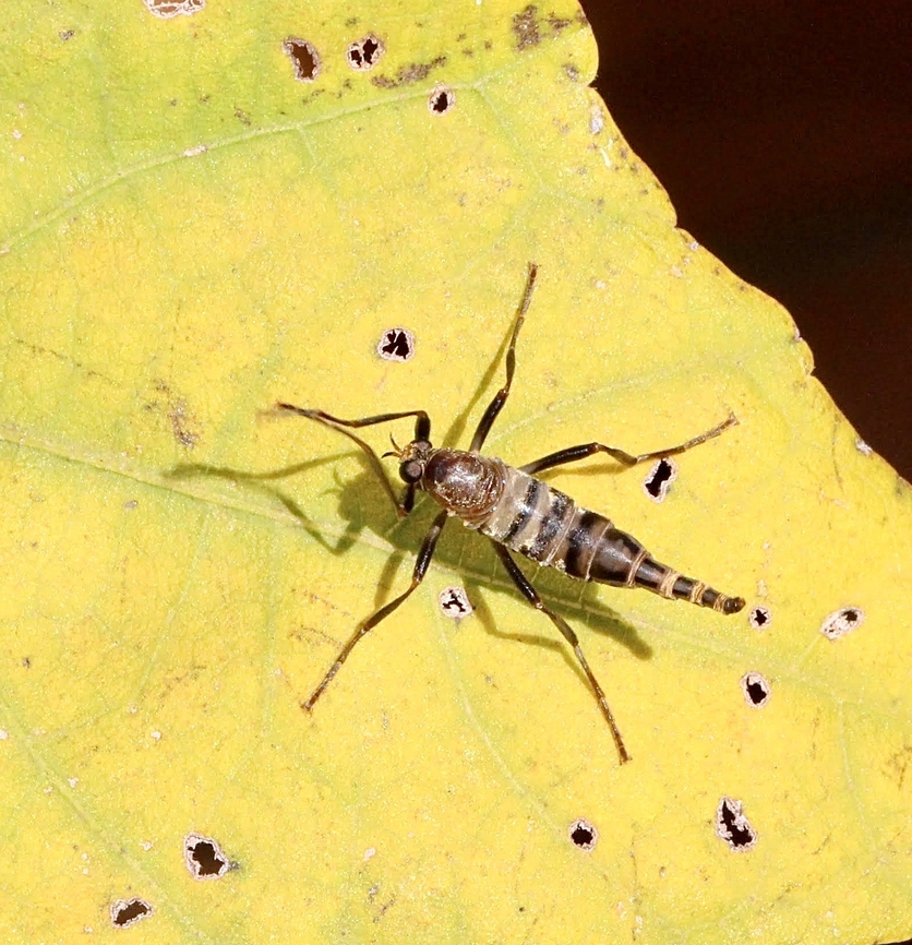 Wingless Soldier Fly - Boreoides subulatus  Australia,Australian Wingless Soldier Fly,Boreoides subulatus,Fall,Geotagged,Milton nsw,eamw flies