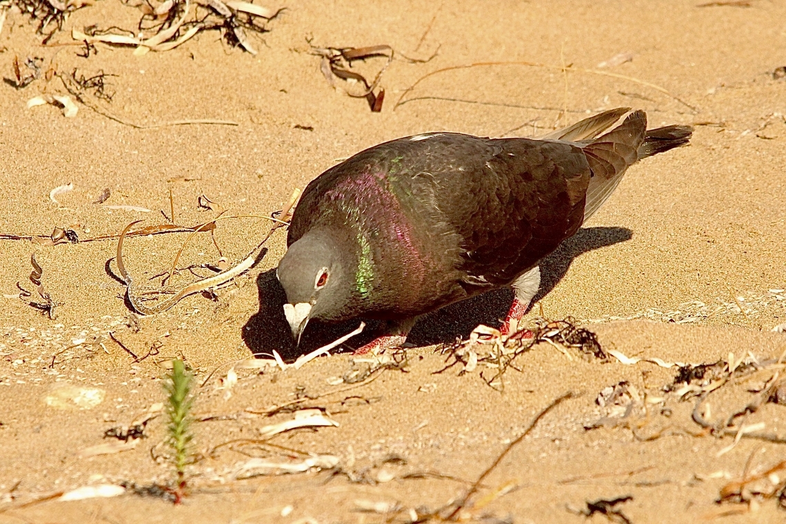 Rock pigeon- Columba livia This one foraging on the beach. A colony of mane pigeons were nesting on the nearby coastal cliffs. Australia,Columba livia,Eamw birds,Geotagged,Port Elliot SA,Rock dove,Summer