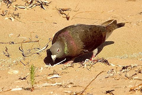 Rock pigeon- Columba livia This one foraging on the beach. A colony of mane pigeons were nesting on the nearby coastal cliffs. Australia,Columba livia,Eamw birds,Geotagged,Port Elliot SA,Rock dove,Summer