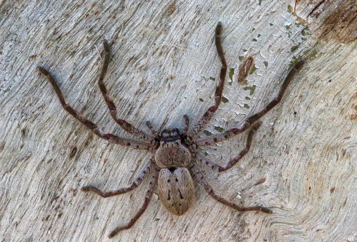 Huntsman spider- Isopedella victorialis A large female, found under eucalyptus tree bark. Australia,Clifton springs Vic,Eamw spiders,Eamw spiders huntsman,Geotagged,Isopedella victorialis,Spring