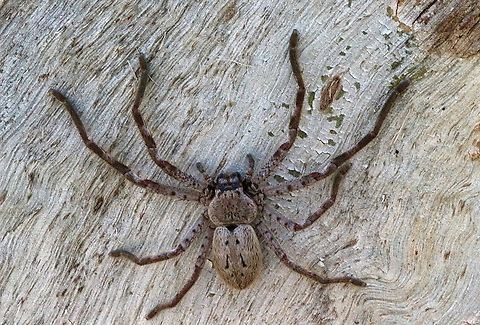 Huntsman spider- Isopedella victorialis A large female, found under eucalyptus tree bark. Australia,Clifton springs Vic,Eamw spiders,Eamw spiders huntsman,Geotagged,Isopedella victorialis,Spring