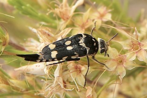 Pintail beetle - Hoshihananomia dumbrelli  Australia,Cox Scrub,Eamw beetles,Geotagged,Hoshihananomia dumbrelli,Summer