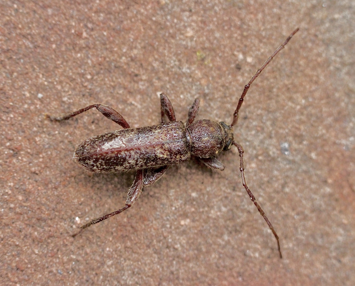 Longhorn beetle - Phacodes personatus Attracted to UV light. Australia,Eamw beetles,Encounter Bay SA,Geotagged,Phacodes personatus,Summer,UVL