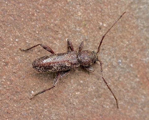 Longhorn beetle - Phacodes personatus Attracted to UV light. Australia,Eamw beetles,Encounter Bay SA,Geotagged,Phacodes personatus,Summer,UVL