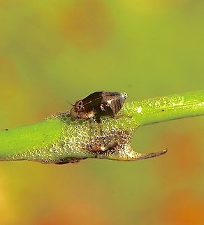 Spittlebug - Bathyllus albicinctus Nymphal stage, making its bubble nest. Australia,Bathyllus albicinctus,Eamw spittlebugs,Geotagged,Little desert vic,Spring