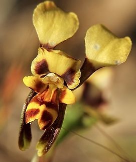 Donkey orchid - Diuris pardina  Australia,Diuris pardina,Eamw flora,Eamw orchids,Geotagged,Leopard Orchid,Little desert vic,Spring