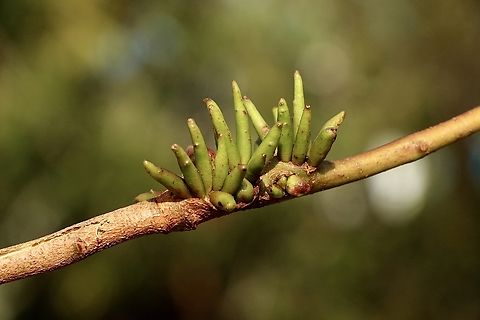Four-winged Gall - Apiomorpha munita  Apiomorpha munita,Australia,Eamw galls,Encounter Bay SA,Four-winged Gall,Geotagged,Winter