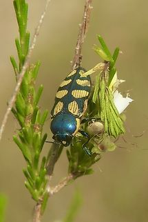 Jewel beetle - Castiarina malleeana  Australia,Castiarina malleeana,Cox Scrub,Eamw beetles,Geotagged,Summer,eamw jewel beetles