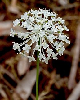 Parsnip Laceflower - Trachymene composita  Australia,Eamw flora,Geotagged,Langwarrin Reserve,Parsnip Laceflower,Spring,Trachymene composita