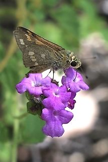 Narrow-brand Grass-Dart  -  Ocybadistes flavovittatus  Australia,Eamw butterflies,Geotagged,Karana Downs Qld,Ocybadistes flavovittatus,Summer