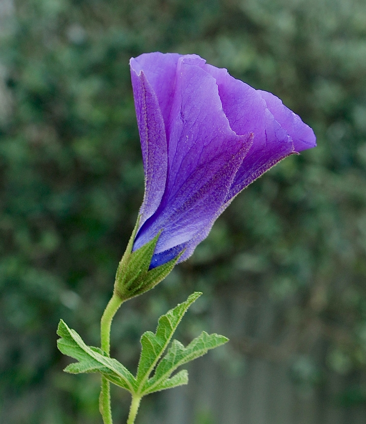 Blue Hibiscus - Alyogyne huegelii Sometimes used as ornamental planting ,as in this case. Alyogyne huegelii,Australia,Blue Hibiscus,Eamw flora,Encounter Bay SA,Geotagged,Winter