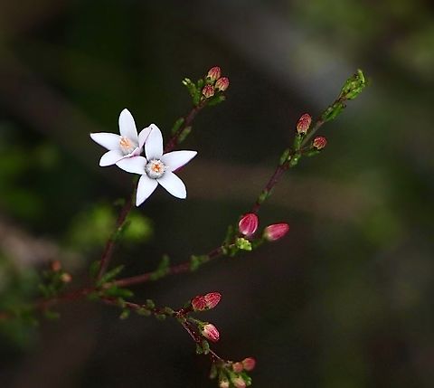 Philotheca buxifolia Australia,Eamw flora,Geotagged,Jervis bay,Philotheca buxifolia,Winter