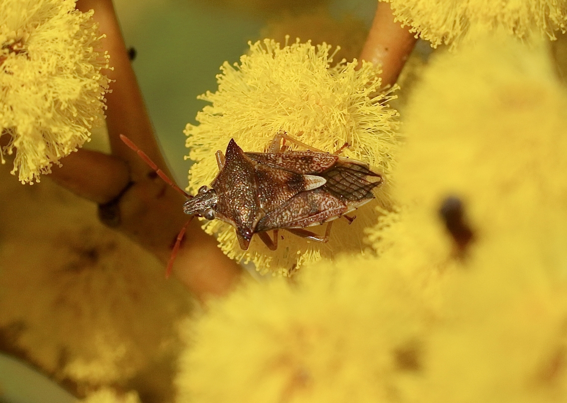 Oechalia schellenbergii  Eamw shield bugs,Newland head conservation park SA,Oechalia schellenbergii,Schellenberg's Soldier Bug,Winter