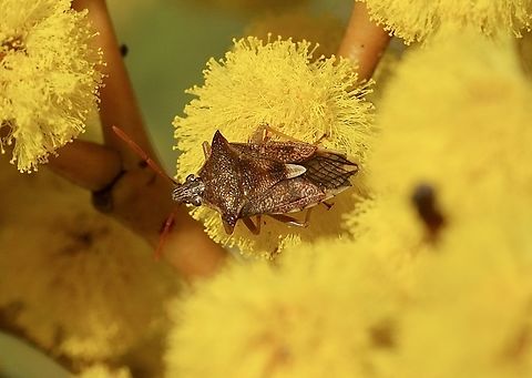 Oechalia schellenbergii  Eamw shield bugs,Newland head conservation park SA,Oechalia schellenbergii,Schellenberg's Soldier Bug,Winter