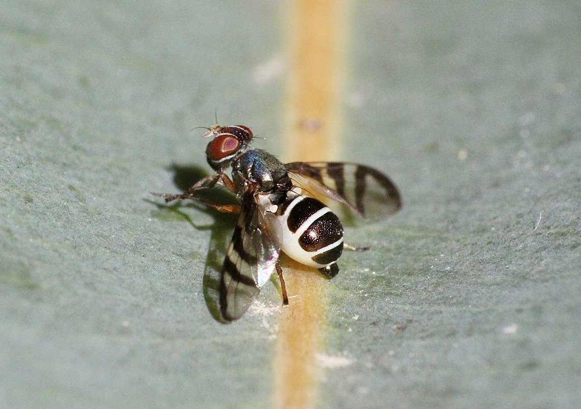 Signal fly - Genus  Lenophila  Australia,Geotagged,Langwarrin Vic,Spring,eamw flies