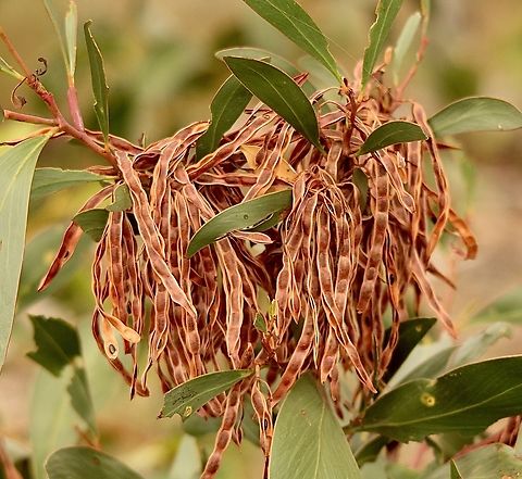 Golden wattle - Acacia pycnantha Ripe seed pods .
According to traditional users the seeds of Acacia pycnantha can be roasted and then eaten. Also used to make wattle seed flower, and even for flavouring ice-cream.
https://www.nurseriesonline.com.au/plant-index/australian-native-plants/acacia-pycnantha-2/ Acacia pycnantha,Eamw flora,Eamw seed pods,Golden wattle