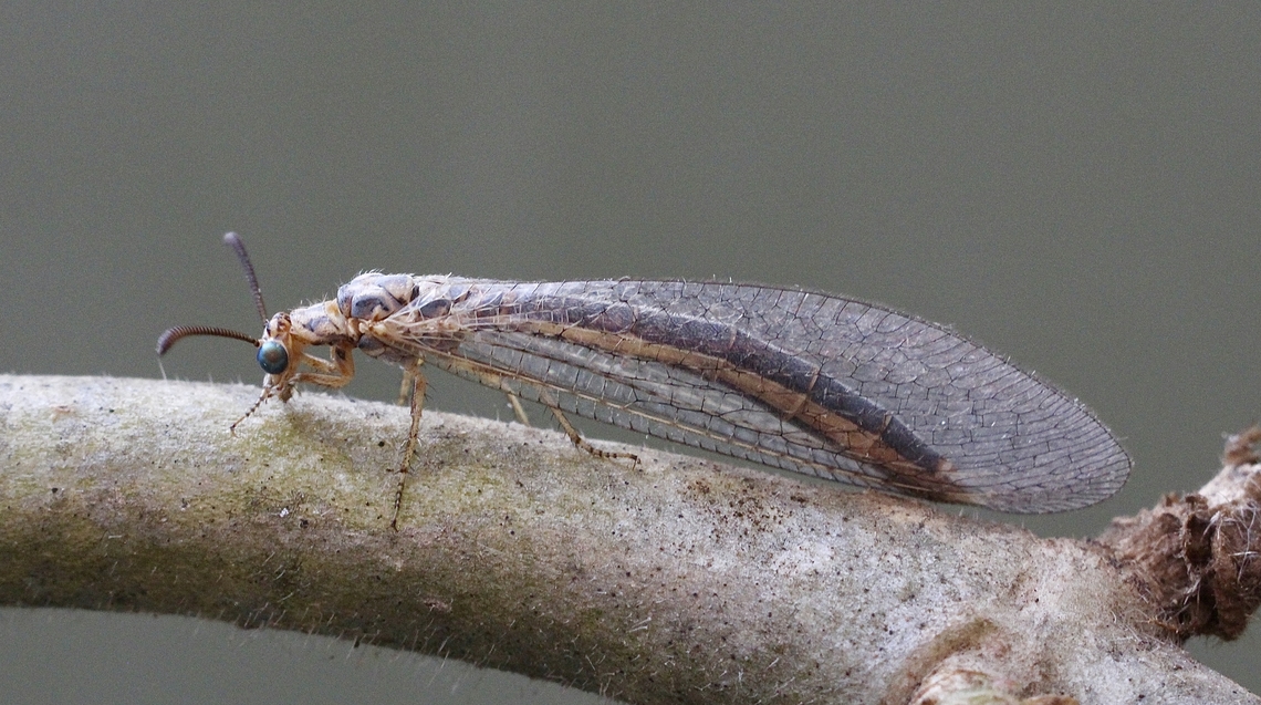 Common Brown Antlion - Myrmeleon acer Attracted to UV light. Australia,Australian Brown Antlion,Encounter Bay SA,Myrmeleon acer,Summer,UVL,eamw antlion