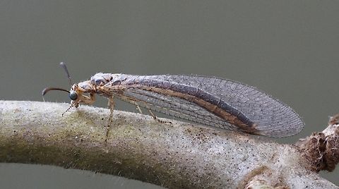Australian Brown Antlion