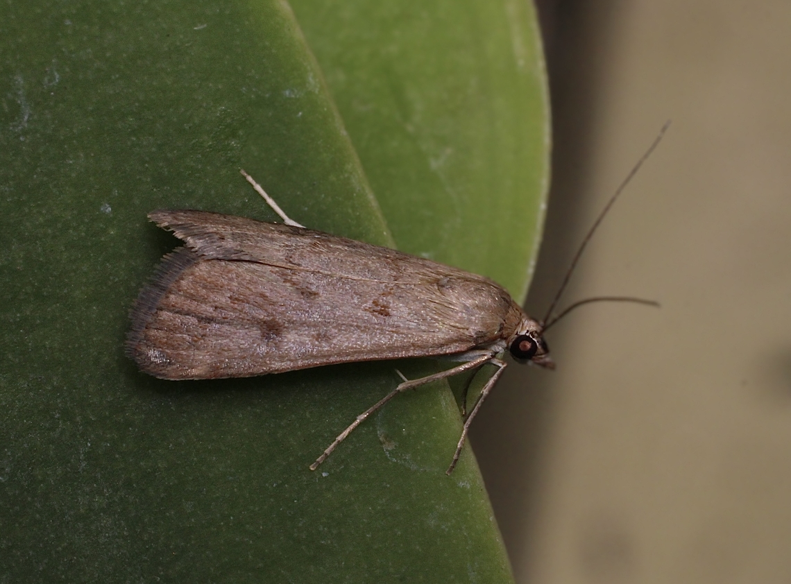Cotton Web Spinner - Achyra affinitallis Attracted to UV light. Achyra affinitalis,Australia,Cotton Web Spinner,Eamw moth,Encounter Bay SA,Geotagged,Summer,UVL