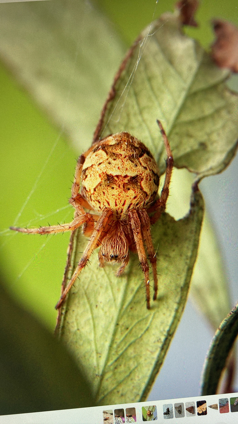 Sooty Orbweaver - Salsa fuliginata  Australia,Eamw spiders,Encounter Bay SA,Geotagged,Salsa fuliginata,Sooty Orbweaver,Winter