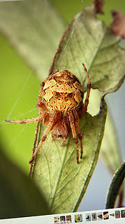 Sooty Orbweaver - Salsa fuliginata  Australia,Eamw spiders,Encounter Bay SA,Geotagged,Salsa fuliginata,Sooty Orbweaver,Winter