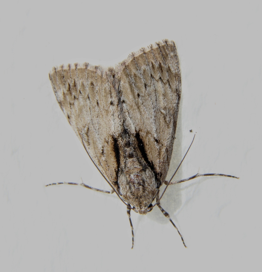 Webbed Grey - Rhuma argyraspis Attracted to UV light  Australia,Eamw moth,Encounter Bay SA,Geotagged,Rhuma argyraspis,UVL,Webbed Grey,Winter