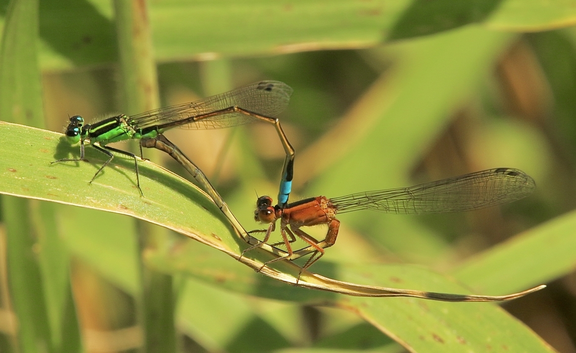 Rambur's Forktail - Ischnura ramburii A pair mating. Eamw damselflies,Florida,Geotagged,Ischnura ramburii,Orlando,Rambur's forktail,United States,Winter