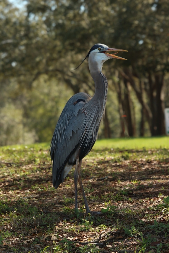Great blue heron - Ardea herodias  Ardea herodias,Eamw birds,Geotagged,Great blue heron,Orlando,United States,Winter