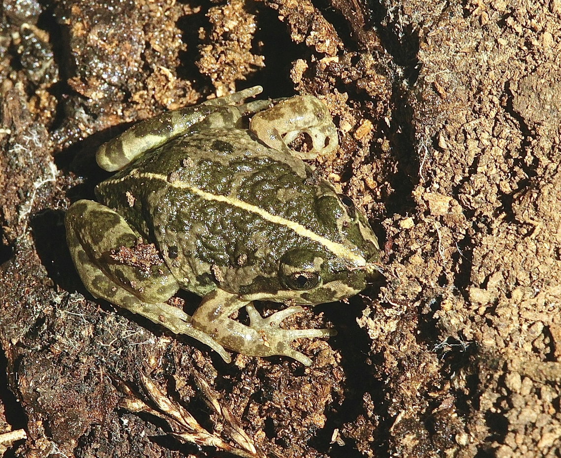 Marbled frog - Limnodynastes convexiusculus  Australia,Eamw frogs,Fall,Geotagged,Limnodynastes convexiusculus,Marbled frog,Spring Mount Conservation Park South