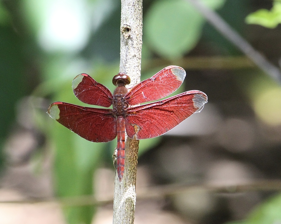 Common Parasol - Neurothemis fluctuans  Eamw dragonflies,Geotagged,Neurothemis fluctuans,Red Grasshawk,Summer,Vietnam