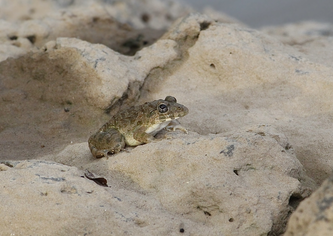 Paddy Field Frog - Fejervarya limnocharis Observed on rocky river bank. Eamw frogs,Fejervarya limnocharis,Geotagged,Indian cricket frog,Summer,Vietnam
